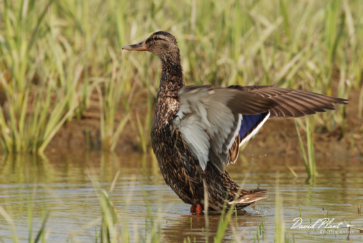 David Plant Photography - Wildlife Photographer - American black duck - A.jpg - American black duck wing flapping - Scarborough Marsh, ME