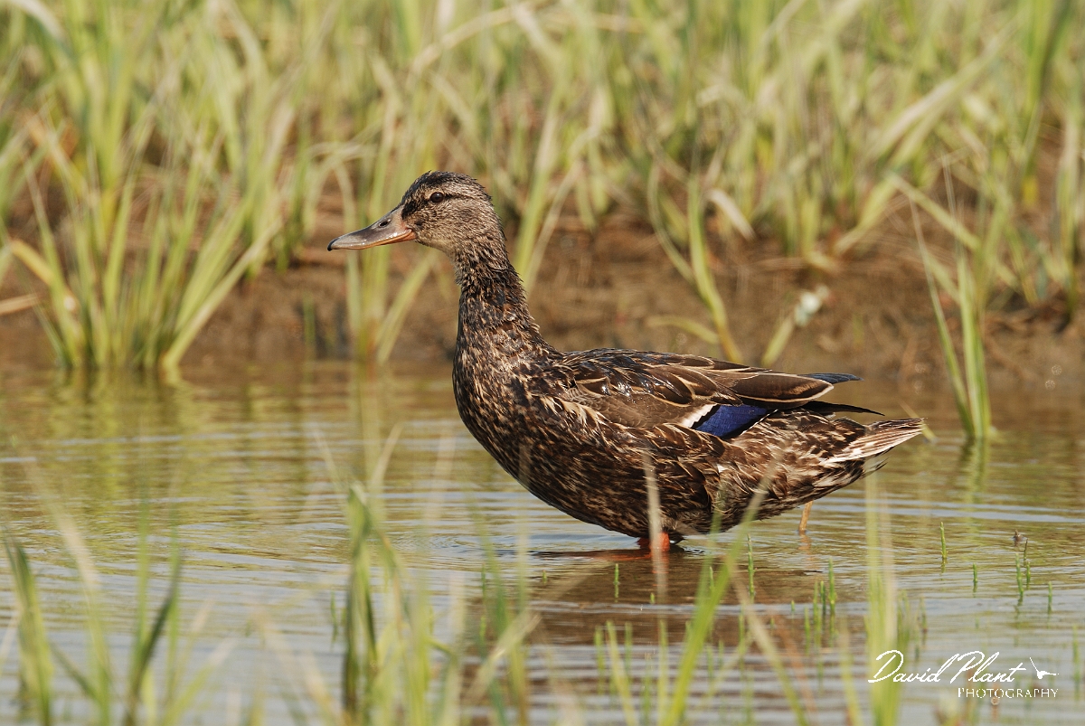 David Plant Photography - Wildlife Photographer - American black duck - B.jpg - American black duck - Scarborough Marsh, ME