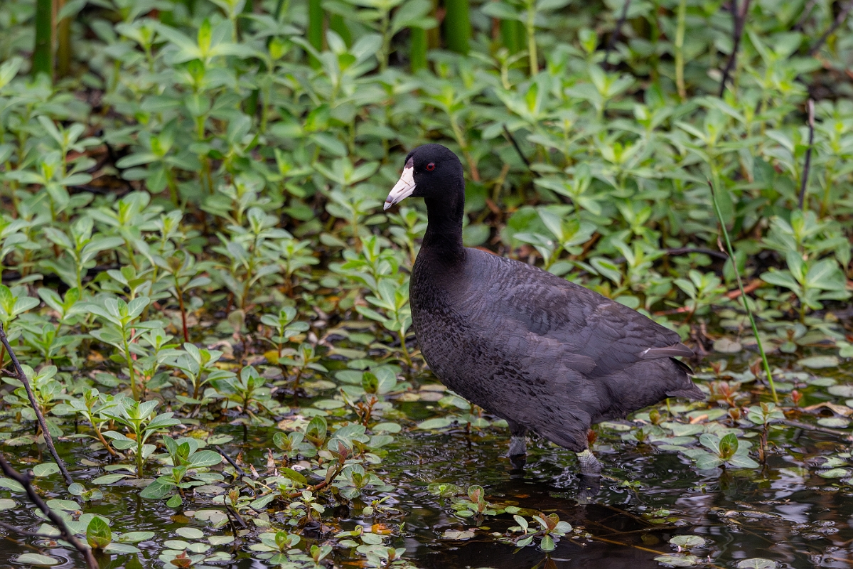 DPPhotography - Texas - American coot - A.jpg - American coot - Anahuac NWR, Texas