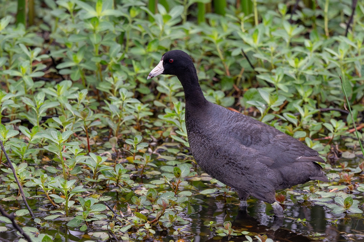 DPPhotography - Texas - American coot - B.jpg - American coot - Anahuac NWR, Texas