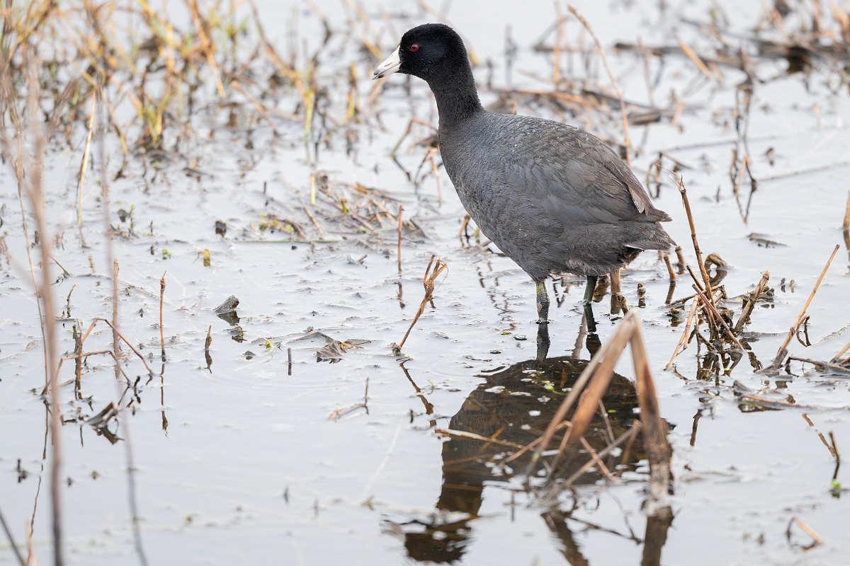 DPPhotography - Texas - American coot - D.jpg - American coot - Anahuac NWR, Texas