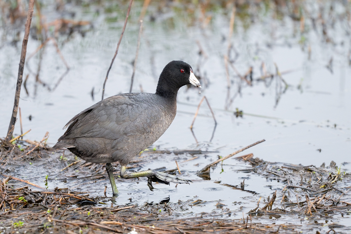 DPPhotography - Texas - American coot - E.jpg - American coot - Anahuac NWR, Texas