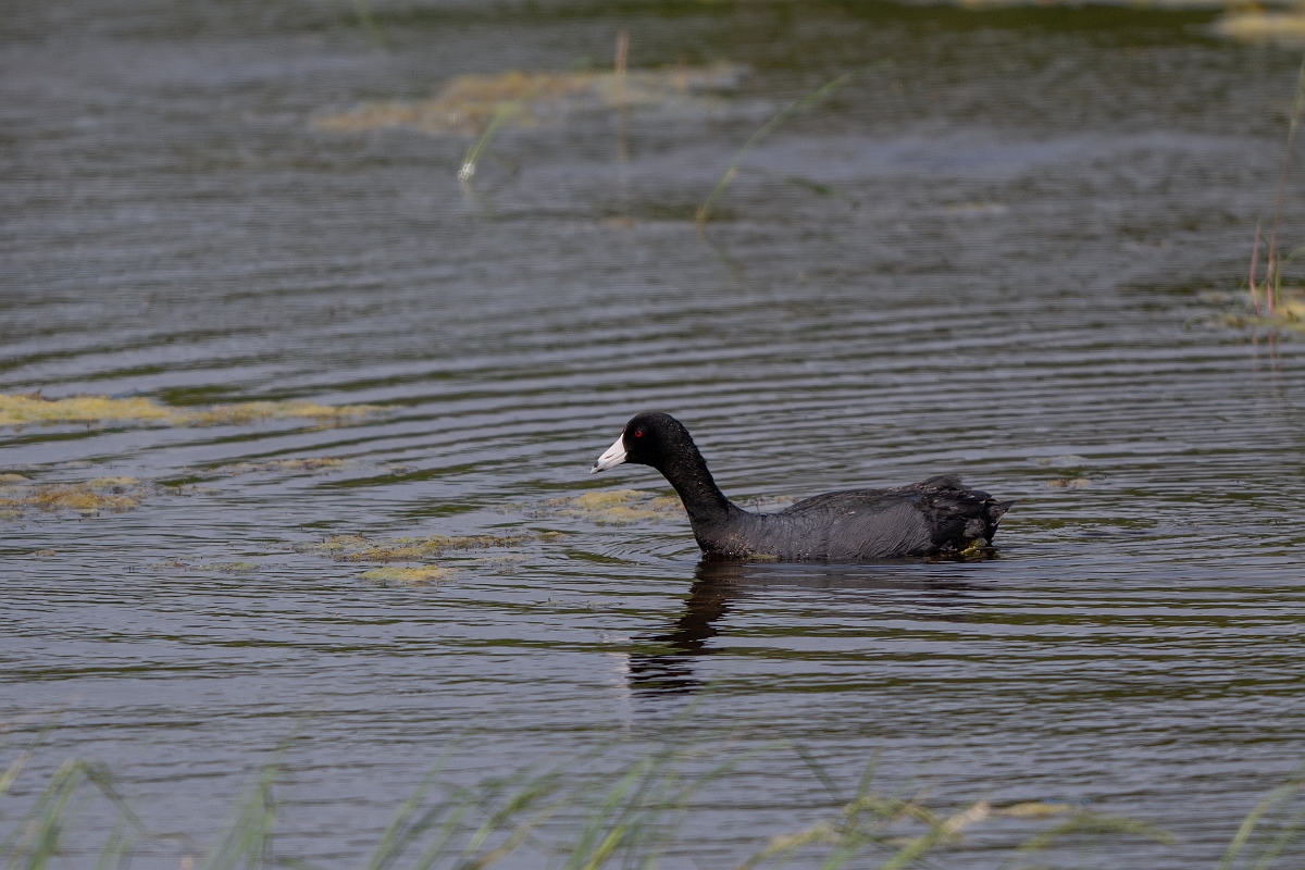 DPPhotography - Texas - American coot - F.jpg - American coot - Aransas NWR, Texas
