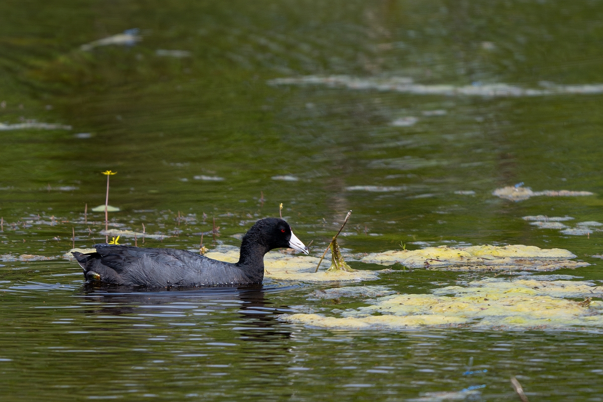 DPPhotography - Texas - American coot - H.jpg - American coot - Aransas NWR, Texas
