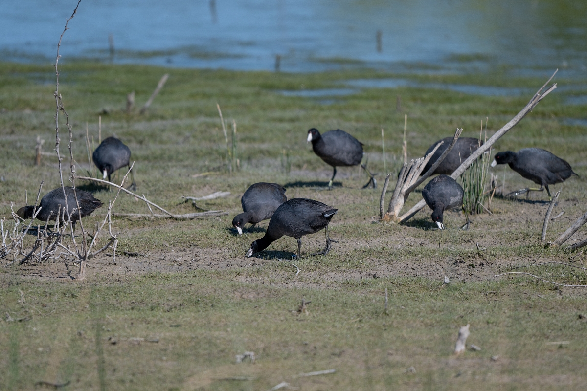 DPPhotography - Texas - American coot - K.jpg - American coot - Santa Ana NWR, Texas