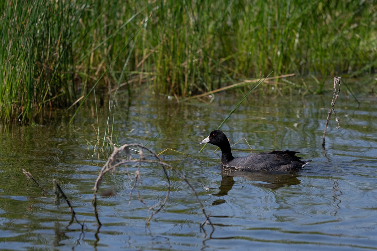 DPPhotography - Texas - American coot - L.jpg - American coot - Santa Ana NWR, Texas