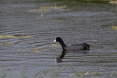 DPPhotography - Texas - American coot - F