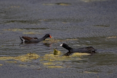 DPPhotography - Texas - American coot - J
