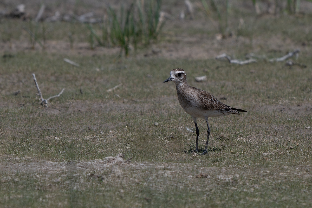 DPPhotography - Texas - American golden plover - A.jpg - American golden plover - Santa Ana NWR, Texas