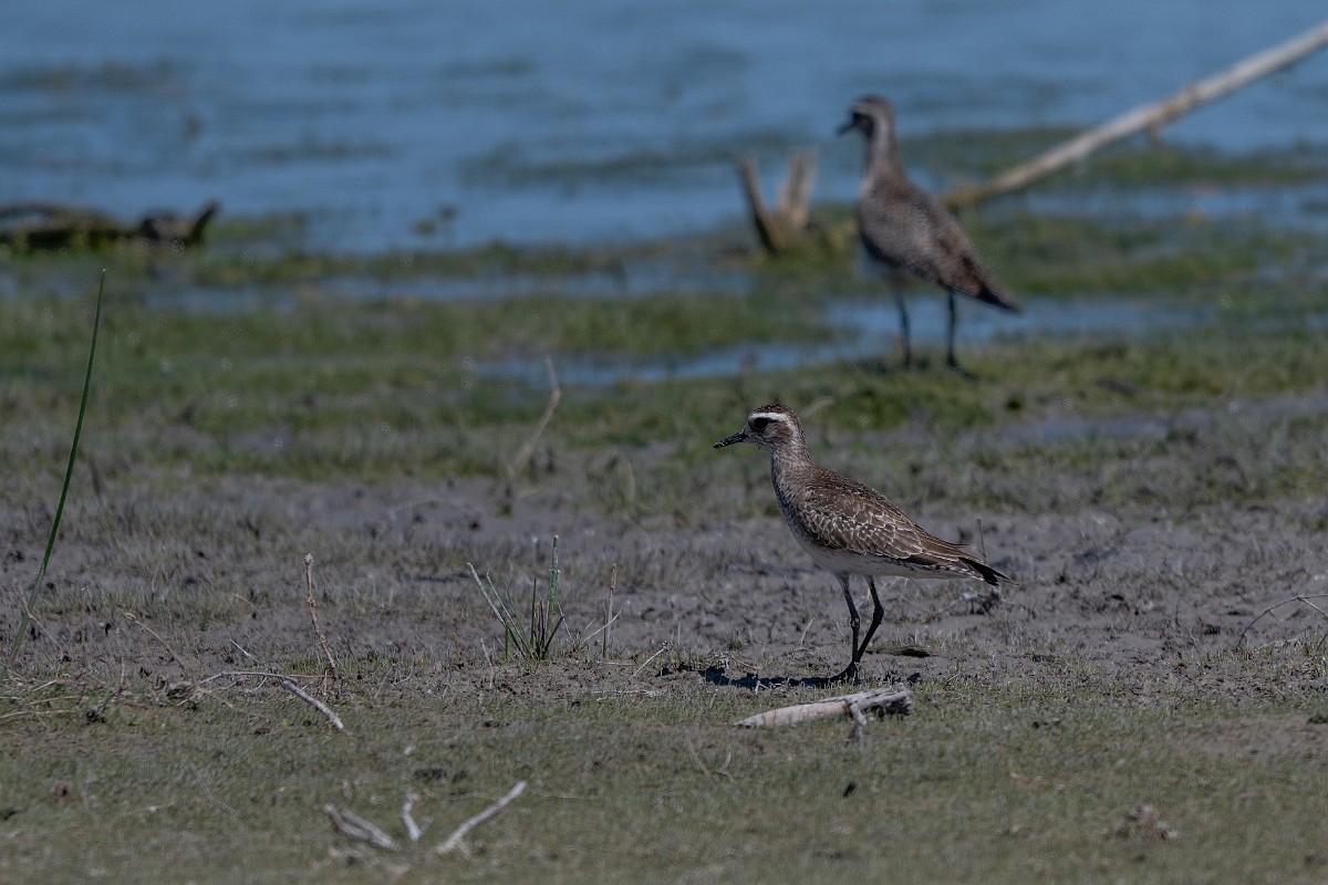 DPPhotography - Texas - American golden plover - B.jpg - American golden plover - Santa Ana NWR, Texas