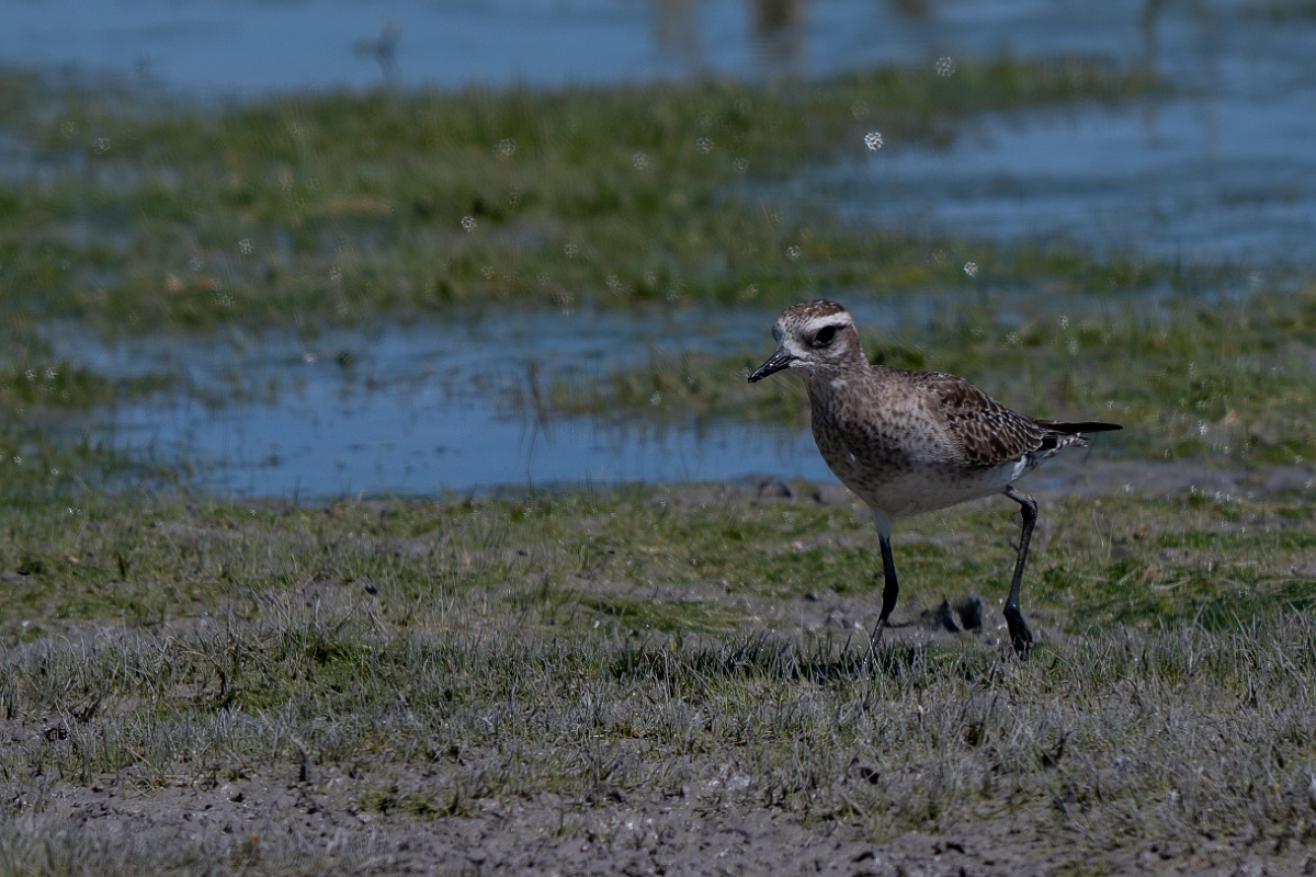 DPPhotography - Texas - American golden plover - C.jpg - American golden plover - Santa Ana NWR, Texas