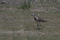 DPPhotography - Texas - American golden plover - A