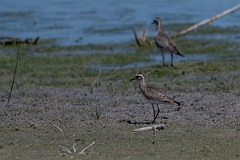 DPPhotography - Texas - American golden plover - B