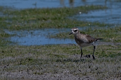 DPPhotography - Texas - American golden plover - C