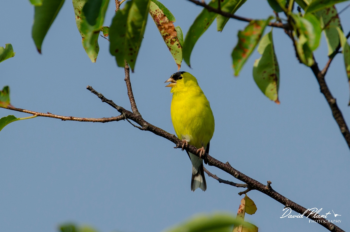 David Plant Photography - Wildlife Photography - American goldfinch - A.JPG - American goldfinch - Plum Island, MA