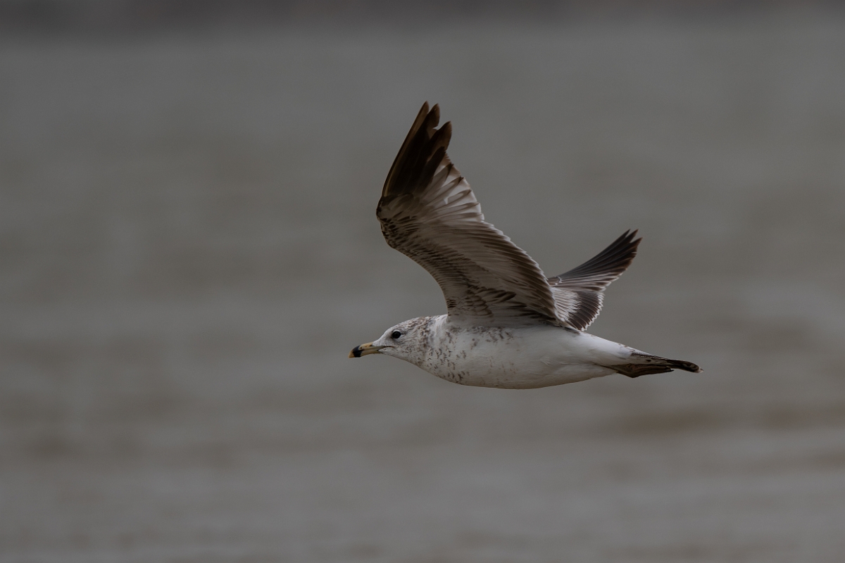 DPPhotography - Texas - American herring gull - C.jpg - American herring gull - Bolivar Flats, Bolivar Peninsula, Texas