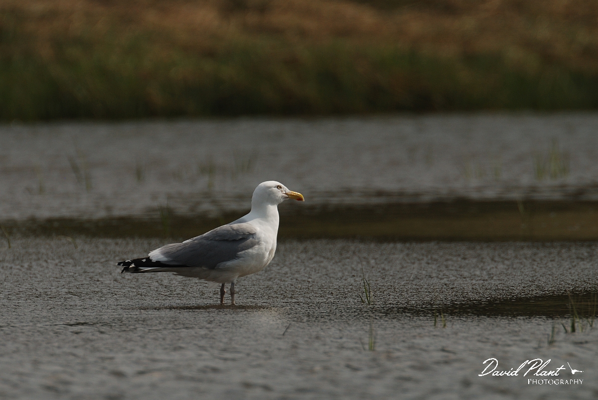 David Plant Photography - Wildlife Photographer - American herring gull - A.jpg - American herring gull standing in lagoon - Wells Esturaine Reserve, ME