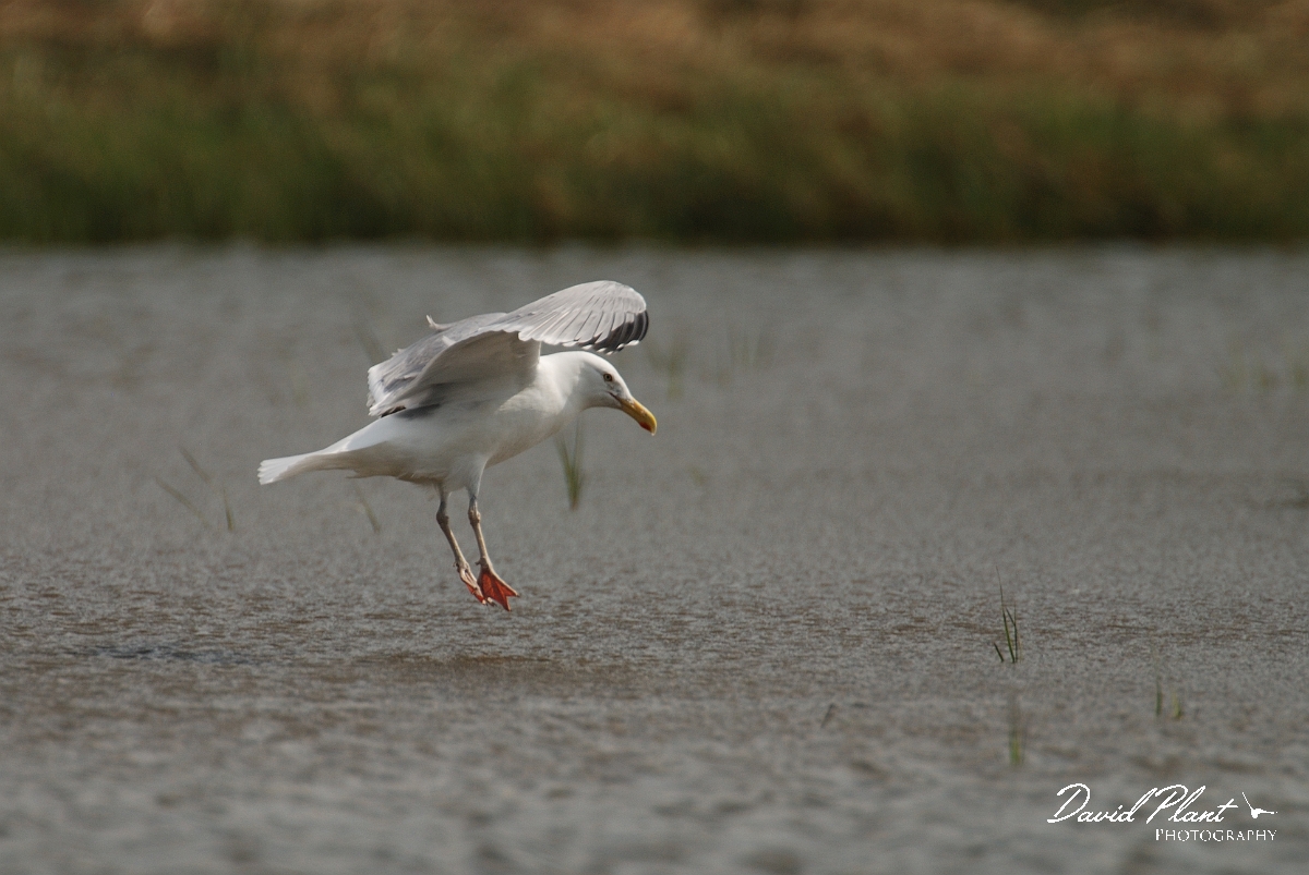 David Plant Photography - Wildlife Photographer - American herring gull - B.jpg - American herring gull landing - Wells Esturaine Reserve, ME