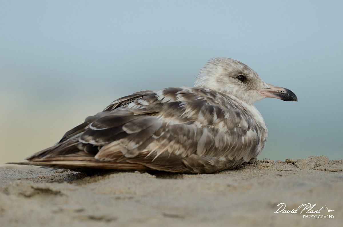 David Plant Photography - Wildlife Photography - American herring gull - D.jpg - American herring gull juvenile - Plum Island, MA