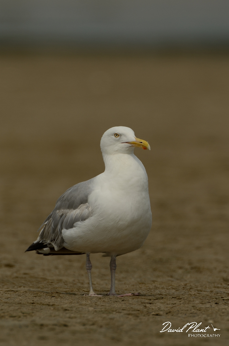 David Plant Photography - Wildlife Photography - American herring gull - E.jpg - American herring gull - Plum Island, MA