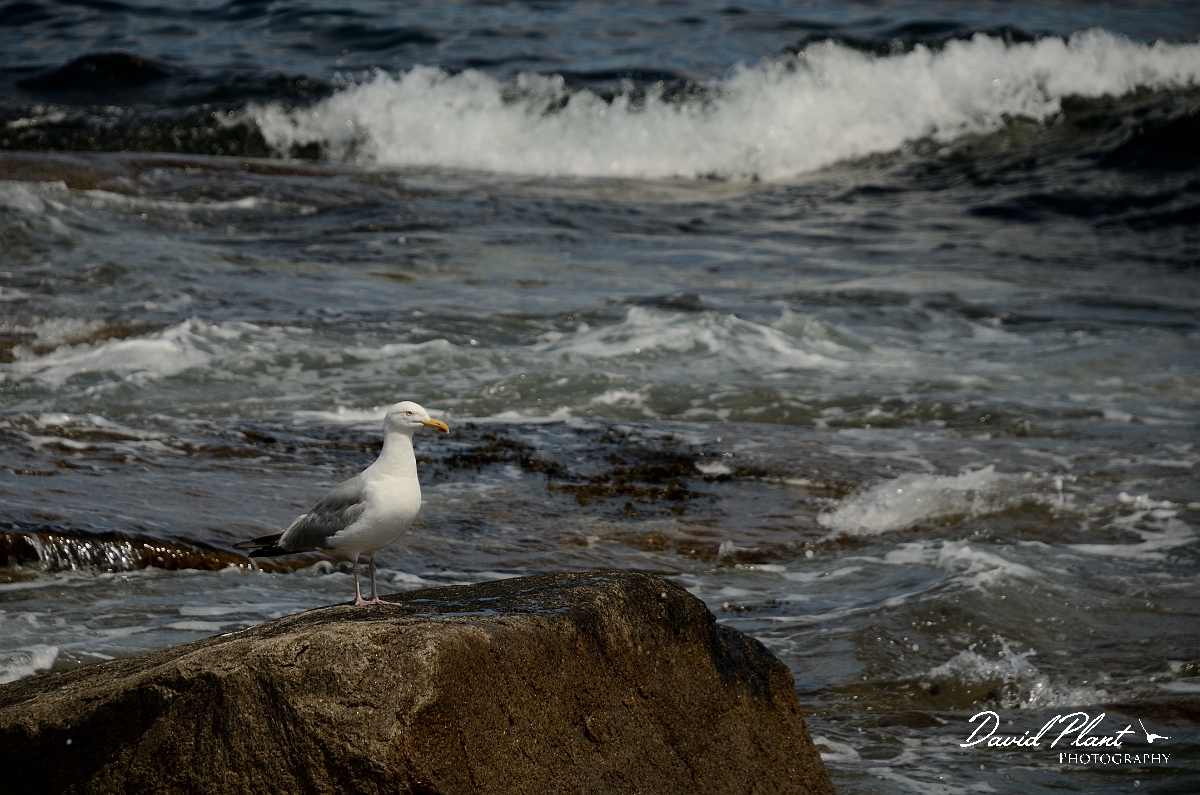 David Plant Photography - Wildlife Photography - American herring gull - F.jpg - American herring gull - Halibut Point, MA