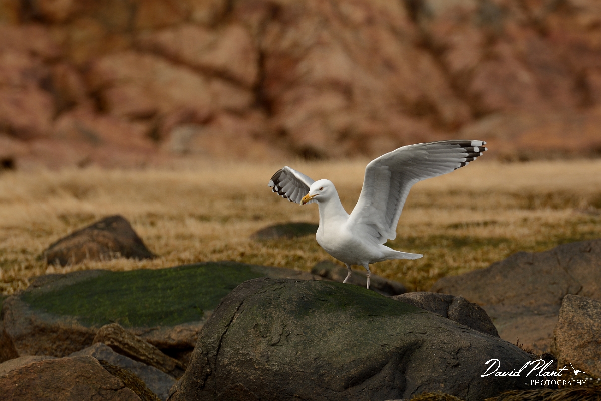 David Plant Photography - Wildlife Photography - American herring gull - G.jpg - American herring gull - Halibut Point, MA