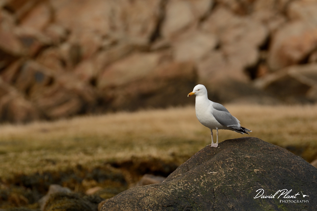 David Plant Photography - Wildlife Photography - American herring gull - H.jpg - American herring gull - Halibut Point, MA