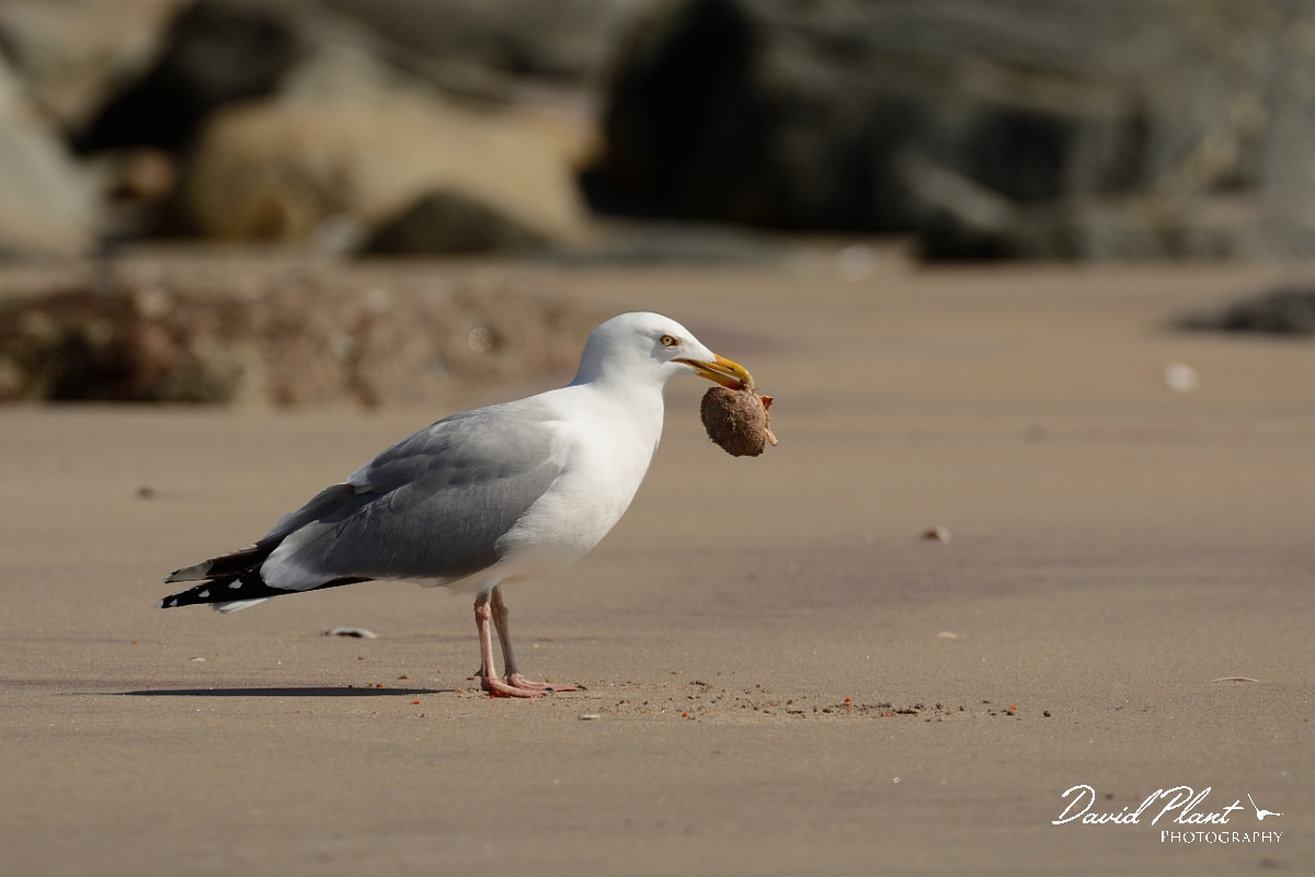 David Plant Photography - Wildlife Photography - American herring gull - I.jpg - American herring gull - Plum Island, MA