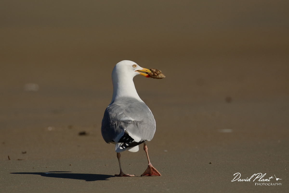 David Plant Photography - Wildlife Photography - American herring gull - K.jpg - American herring gull - Plum Island, MA