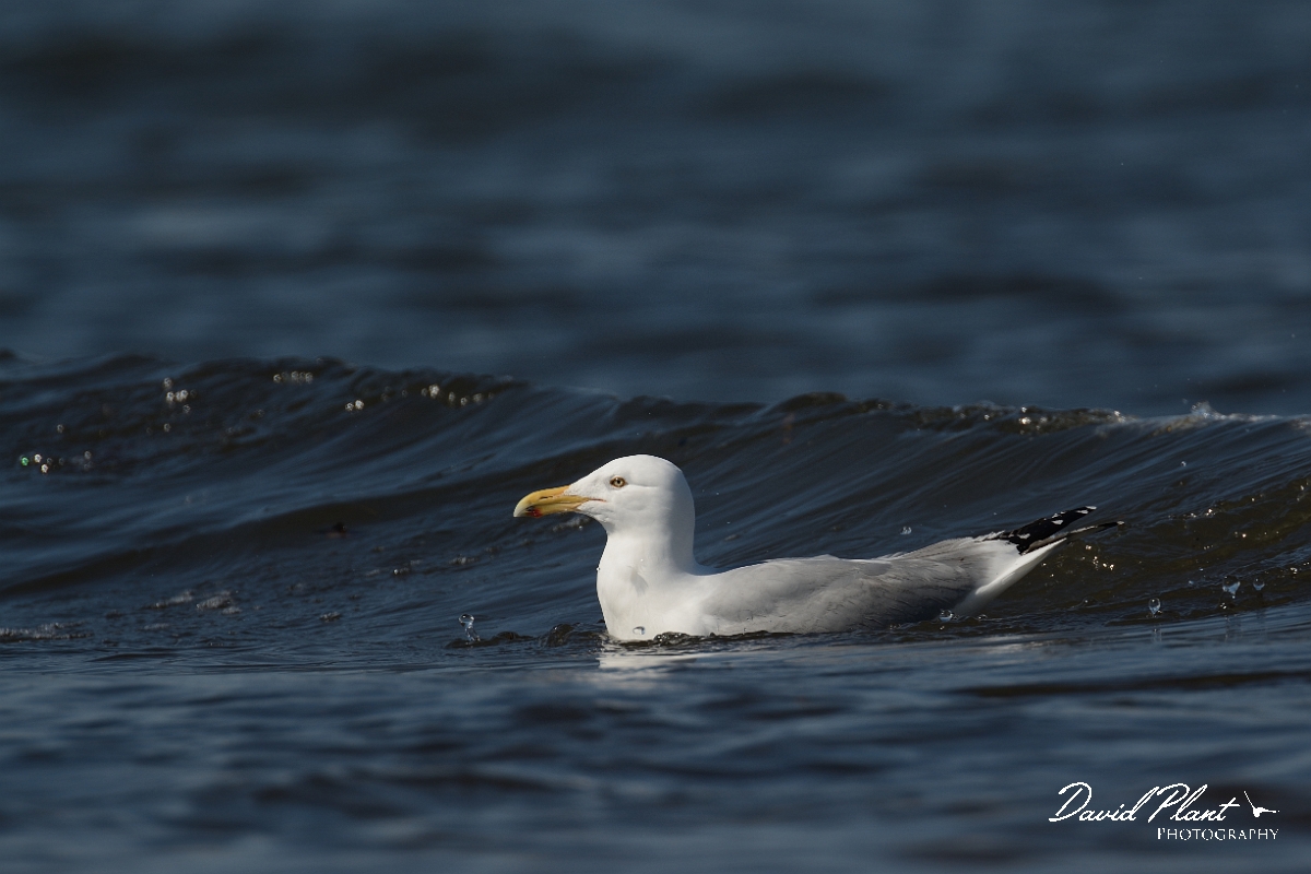 David Plant Photography - Wildlife Photography - American herring gull - L.jpg - American herring gull - Plum Island, MA