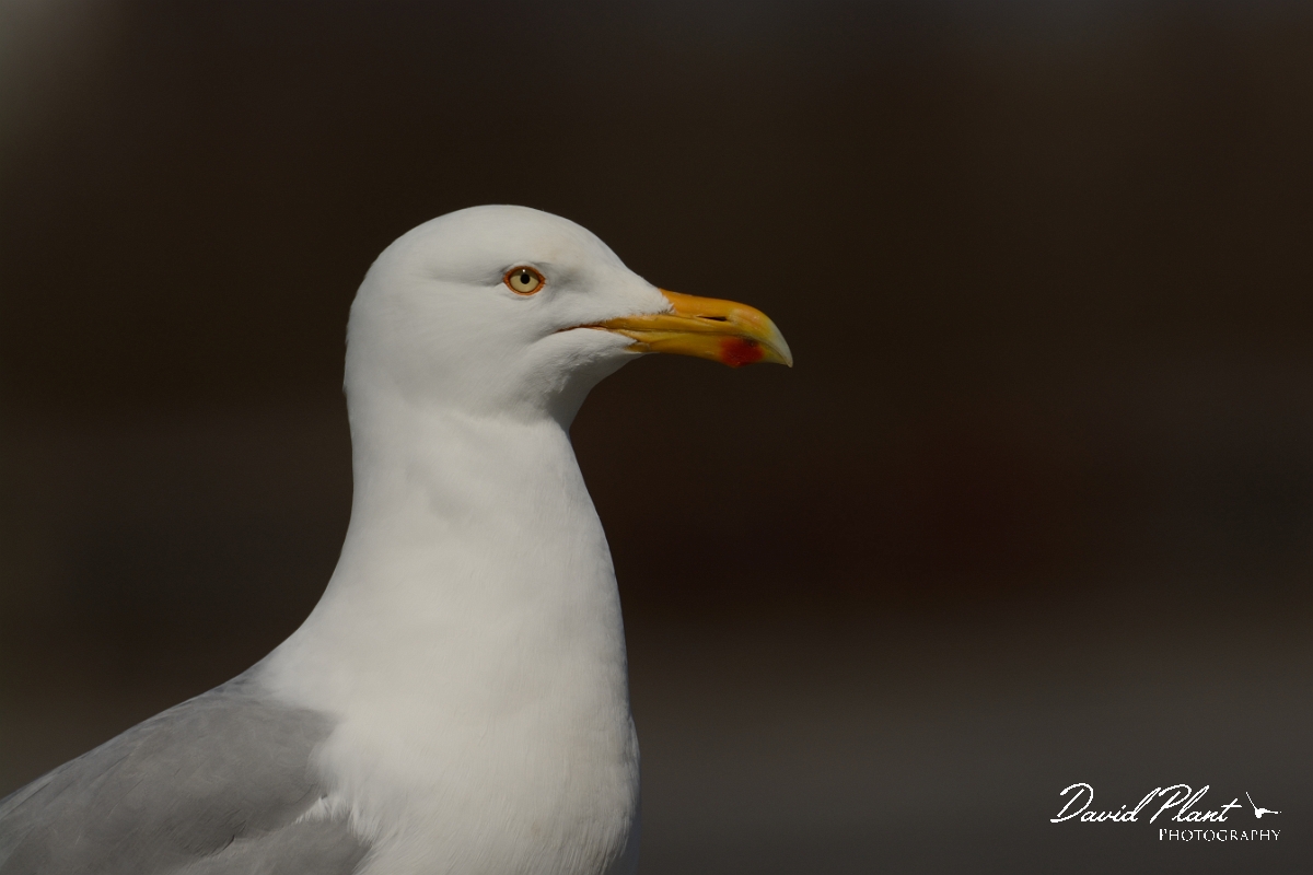 David Plant Photography - Wildlife Photography - American herring gull - M.jpg - American herring gull - Salisbury Beach, MA