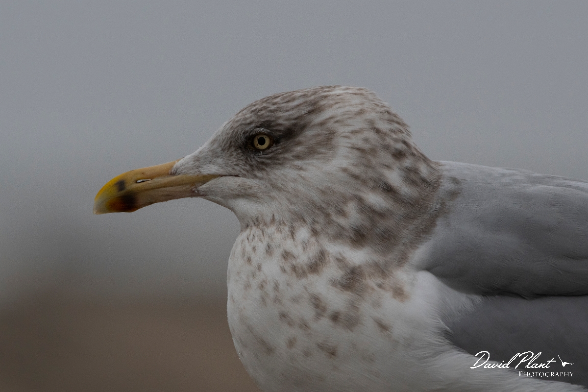 David Plant Photography - Wildlife Photography - American herring gull - N.jpg - American herring gull, winter - Plum Island, MA