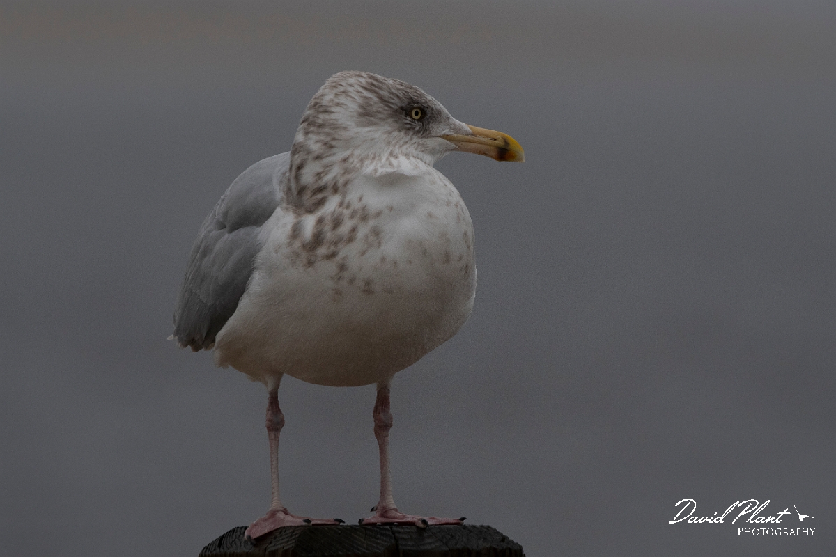 David Plant Photography - Wildlife Photography - American herring gull - O.jpg - American herring gull, winter - Plum Island, MA
