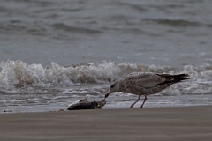 DPPhotography - Texas - American herring gull - A