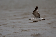 DPPhotography - Texas - American herring gull - B