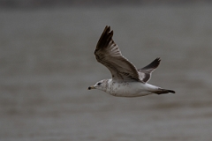 DPPhotography - Texas - American herring gull - C
