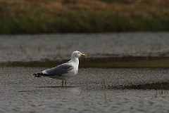 David Plant Photography - Wildlife Photographer - American herring gull - A