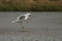 David Plant Photography - Wildlife Photographer - American herring gull - B