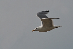 David Plant Photography - Wildlife Photographer - American herring gull - C