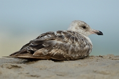 David Plant Photography - Wildlife Photography - American herring gull - D