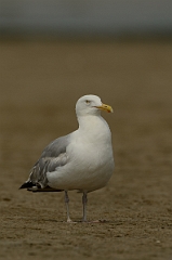 David Plant Photography - Wildlife Photography - American herring gull - E