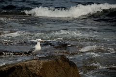 David Plant Photography - Wildlife Photography - American herring gull - F