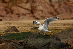 David Plant Photography - Wildlife Photography - American herring gull - G