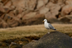 David Plant Photography - Wildlife Photography - American herring gull - H