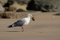 David Plant Photography - Wildlife Photography - American herring gull - I
