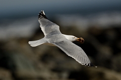 David Plant Photography - Wildlife Photography - American herring gull - J