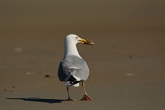 David Plant Photography - Wildlife Photography - American herring gull - K