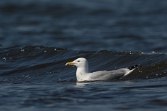 David Plant Photography - Wildlife Photography - American herring gull - L