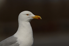 David Plant Photography - Wildlife Photography - American herring gull - M