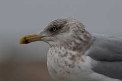 David Plant Photography - Wildlife Photography - American herring gull - N